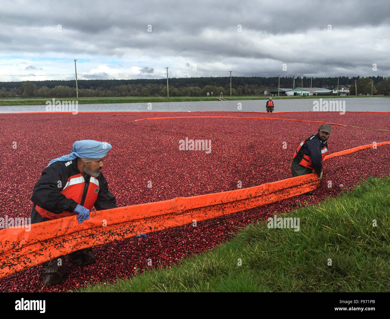 Cranberry Harvest Celebration in Delta BC..These cranberries, are wet harvested with varied