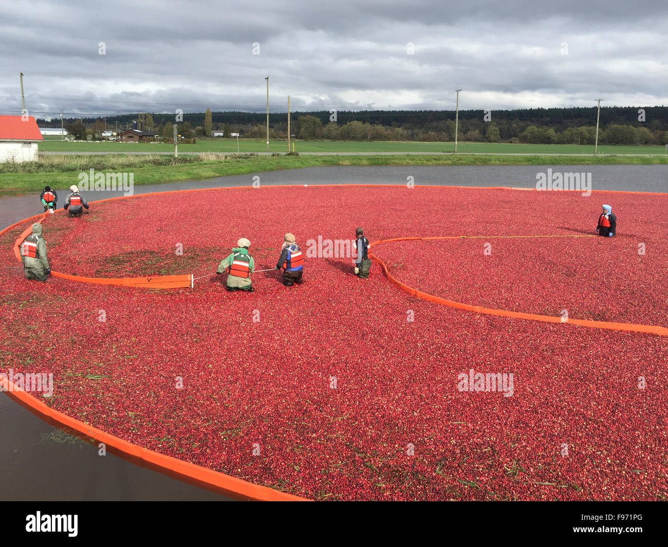 Cranberry harvesting hires stock photography and images Alamy