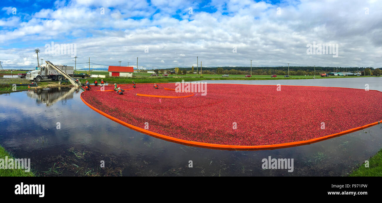 Cranberry Harvest Celebration in Delta BC..These cranberries, are wet