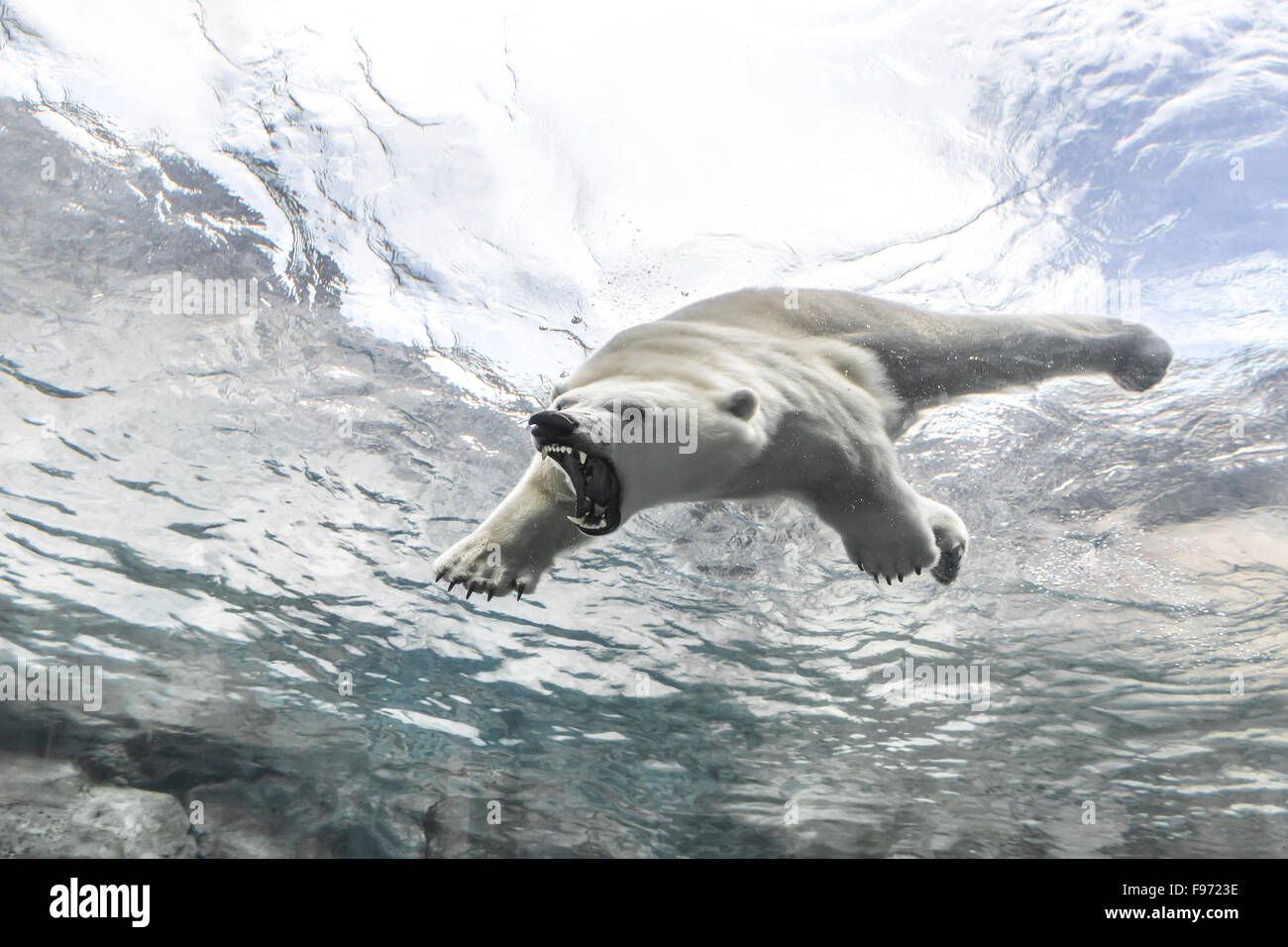 Polar Bear (Ursus maritimus), attacking while swimming underwater at the Journey to Churchill, Assiniboine Park Zoo, Winnipeg, Stock Photo