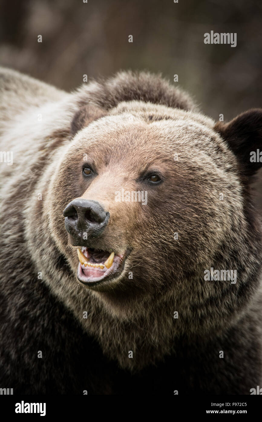 Ursus arctos horribilis, grizzly bear, Rocky Mountains, Alberta, Canada ...