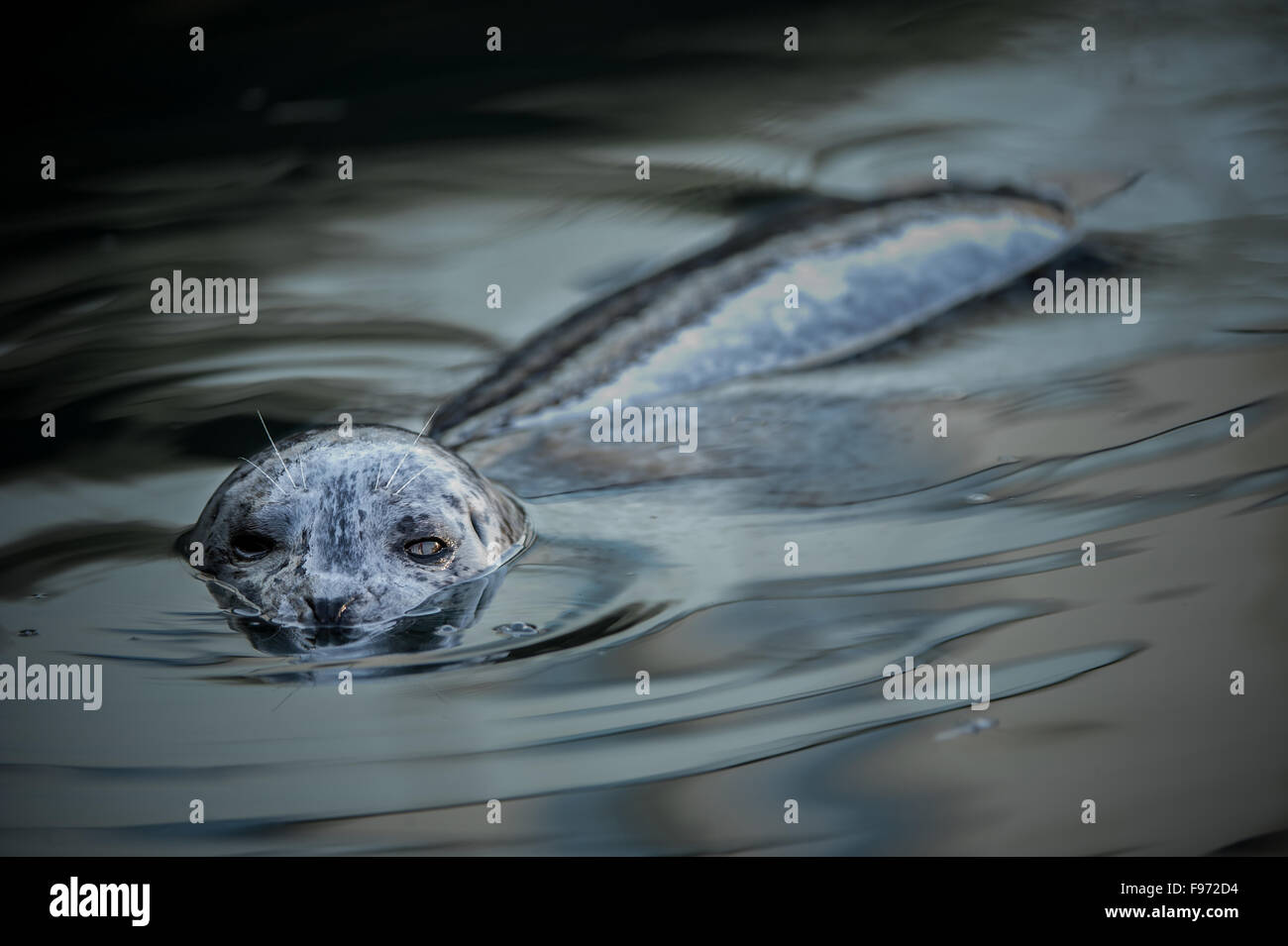 Seal looking at camera, British Columbia, Canada Stock Photo