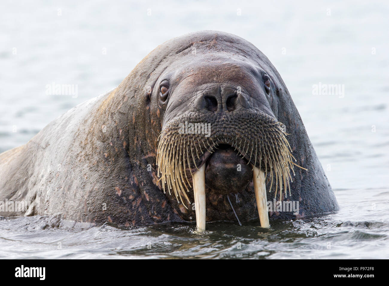 Atlantic walrus (Odobenus rosmarus rosmarus), Andréetangen headland, Edgeøya (Edge Island), Svalbard Archipelago, Arctic Norway. Stock Photo