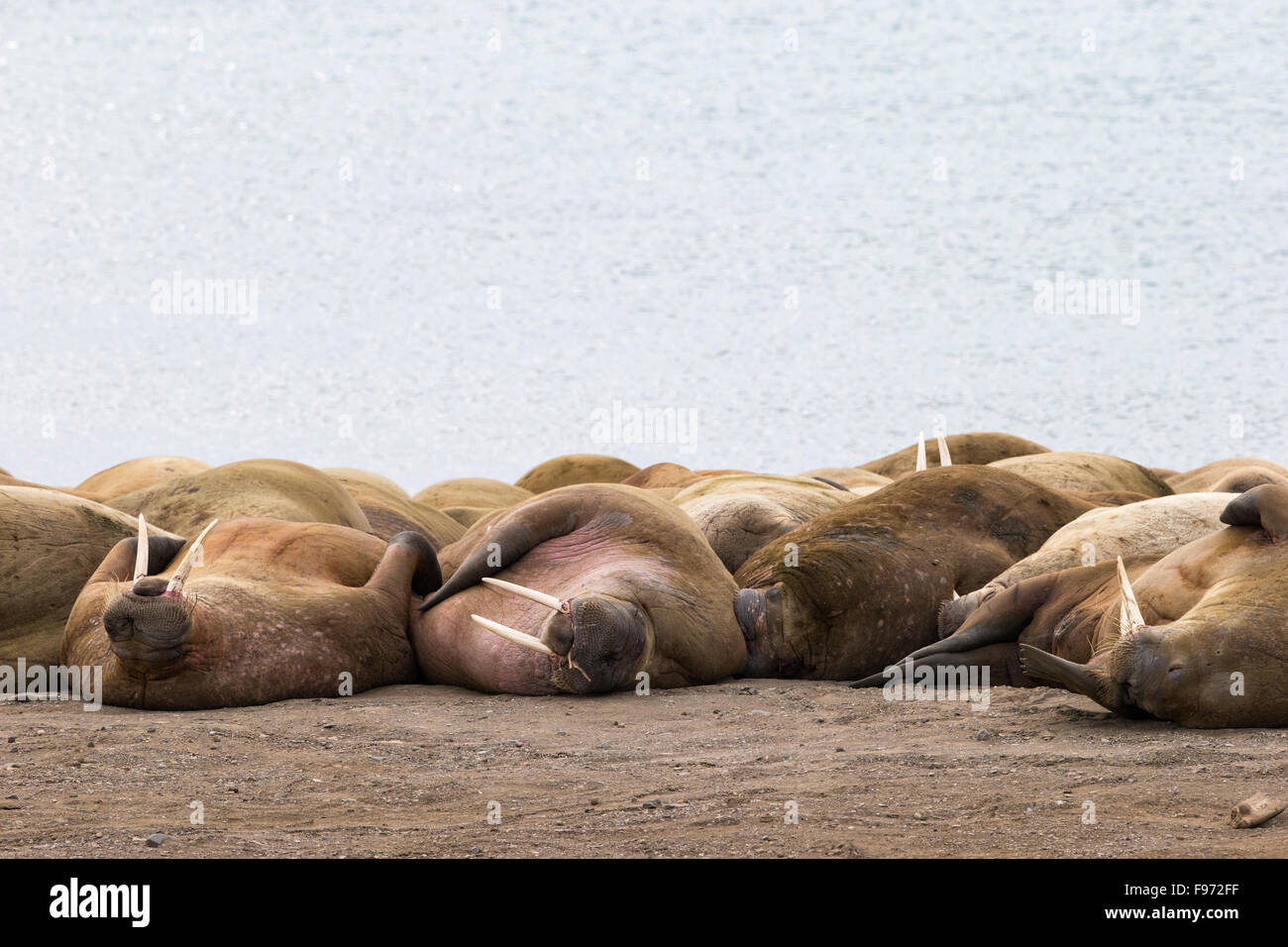 Atlantic walrus (Odobenus rosmarus rosmarus), at haulout, Andréetangen headland, Edgeøya (Edge Island), Svalbard Archipelago, Stock Photo