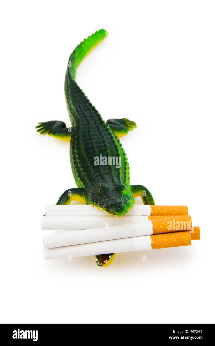 crocodile cigarette Crocodile with cigarettes isolated on white Stock Photo
