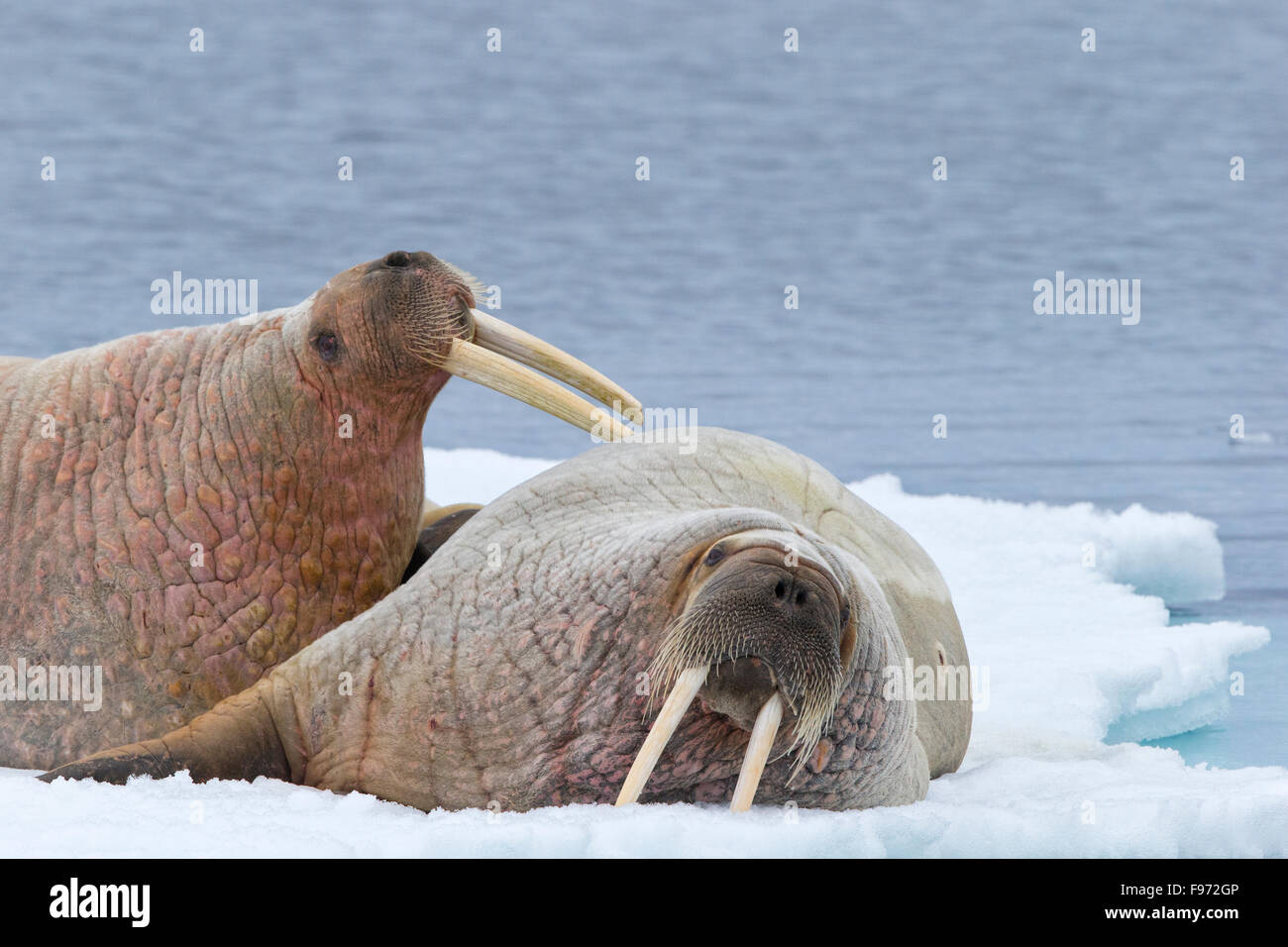 Atlantic walruses (Odobenus rosmarus rosmarus), resting on ice floe, Svalbard Archipelago, Arctic Norway. Stock Photo