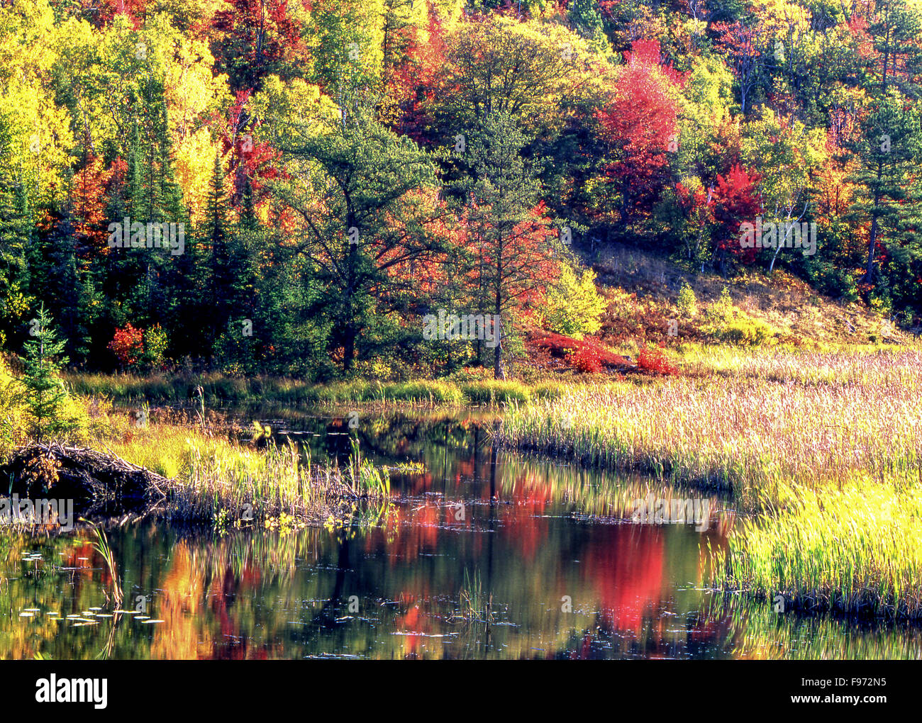 Autumn forest reflected in wetland, Lively, Ontario, Canada Stock Photo