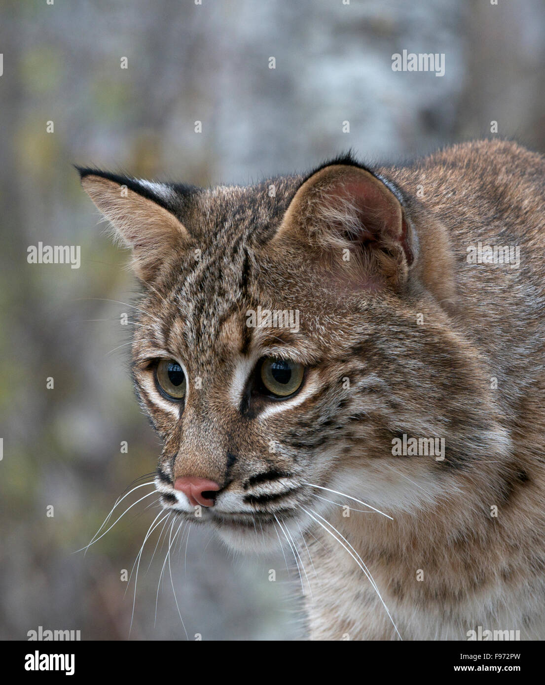 Bobcat (Lynx rufus), Superior National Forest, MN, USA Stock Photo Alamy