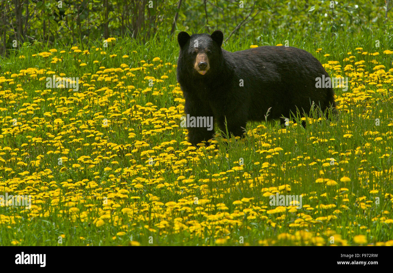 American Black Bear Female Or Sow Ursus Americanus Standing At Edge Of Forest In A Field Of