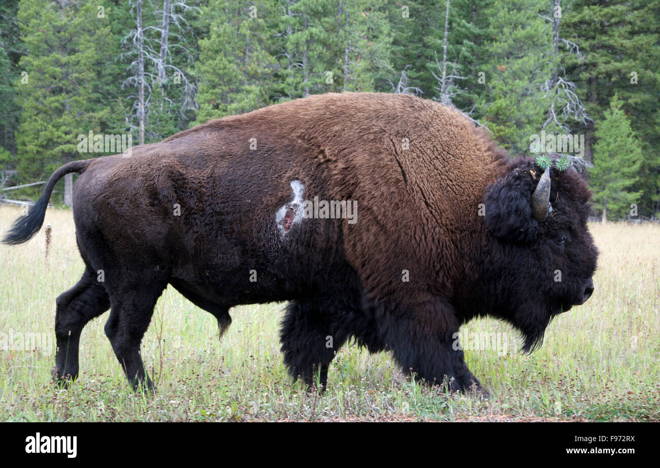 Bull Bison (Bison bison) with fighting gash/wound on side, Yellowstone National Park, WY, USA Stock Photo