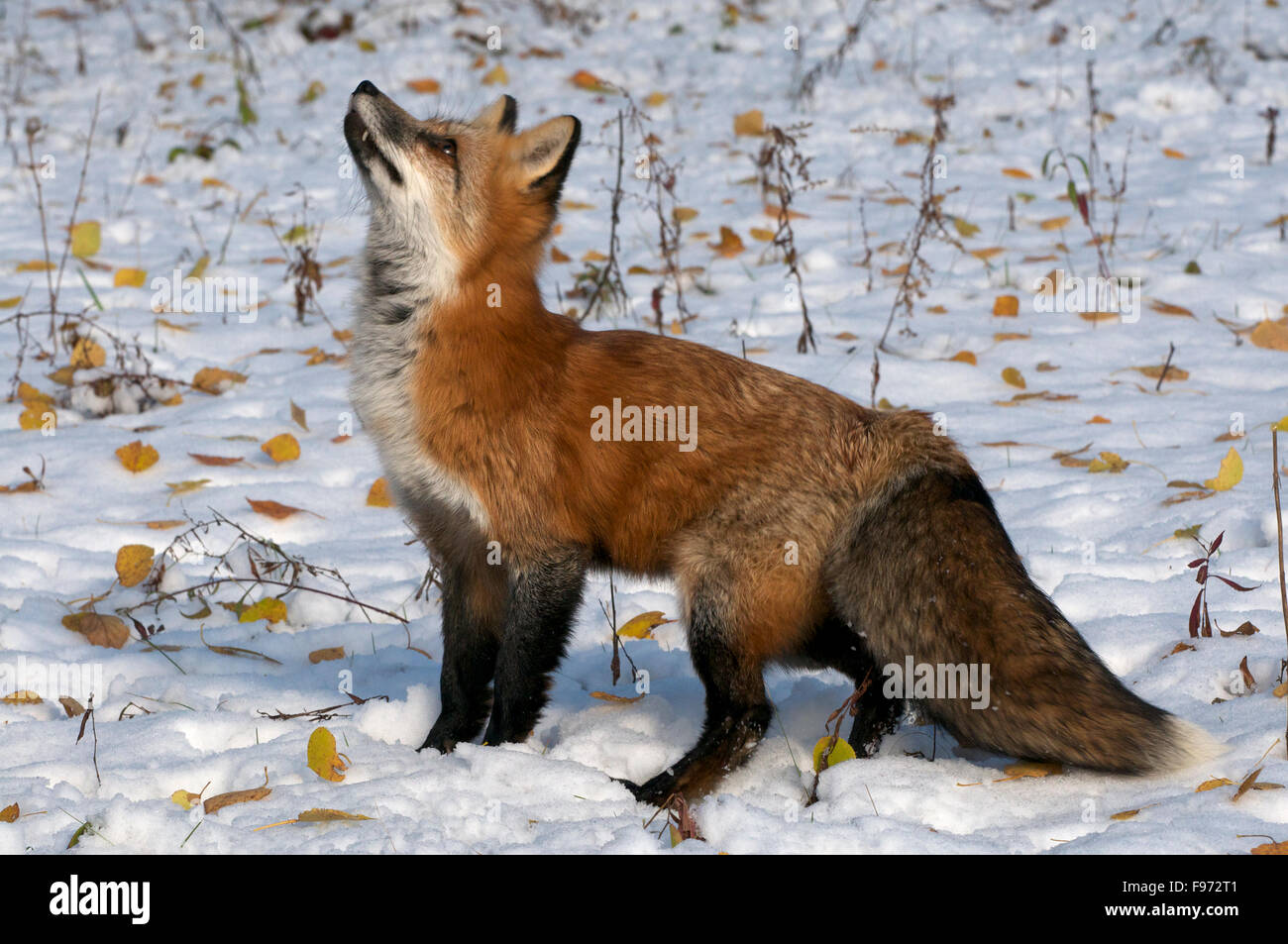 Red Fox standing in winter forest with colorful leaves fallen on