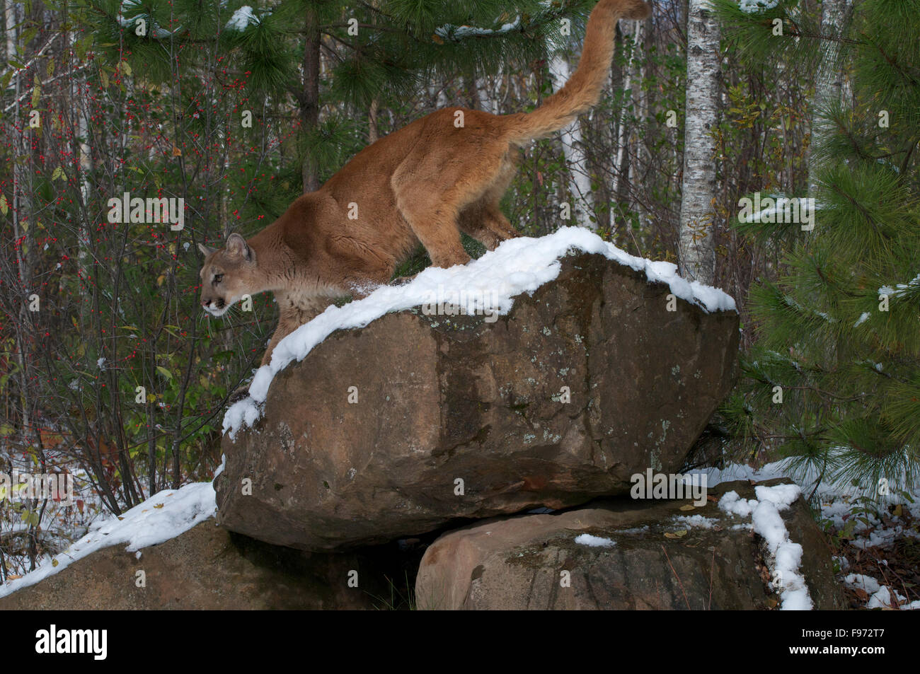 Mountain Lion/Cougar standing on snowcovered boulder in boreal forest;  (Puma concolor) North America, winter. Stock Photo