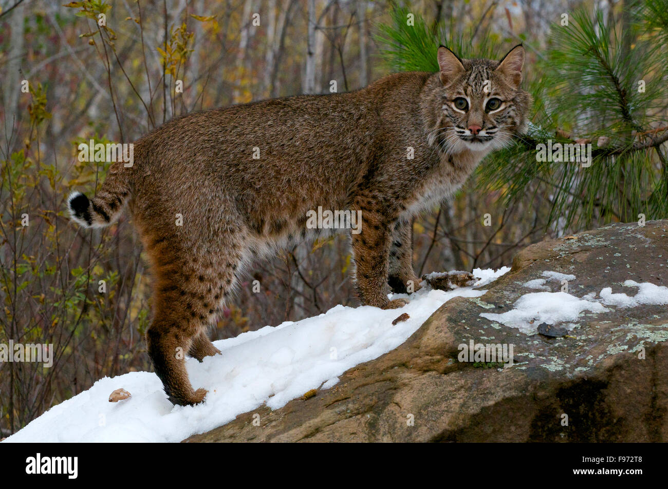 Bobcat (Lynx rufus), Superior National Forest, MN, USA Stock Photo