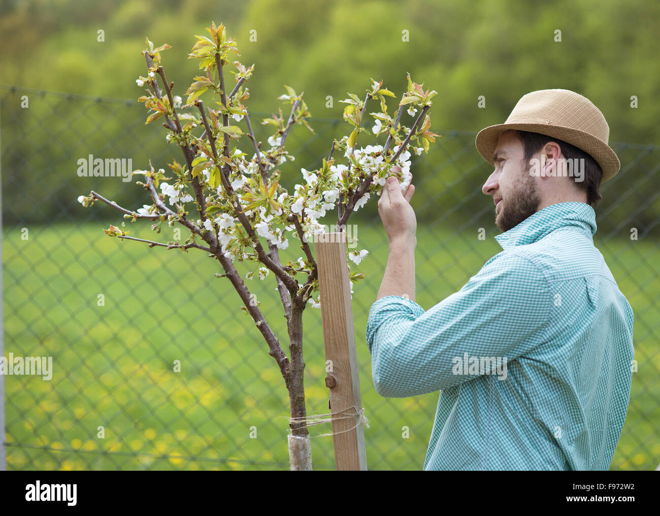 Young male gardener looking after trees in his backyard garden Stock Photo Alamy
