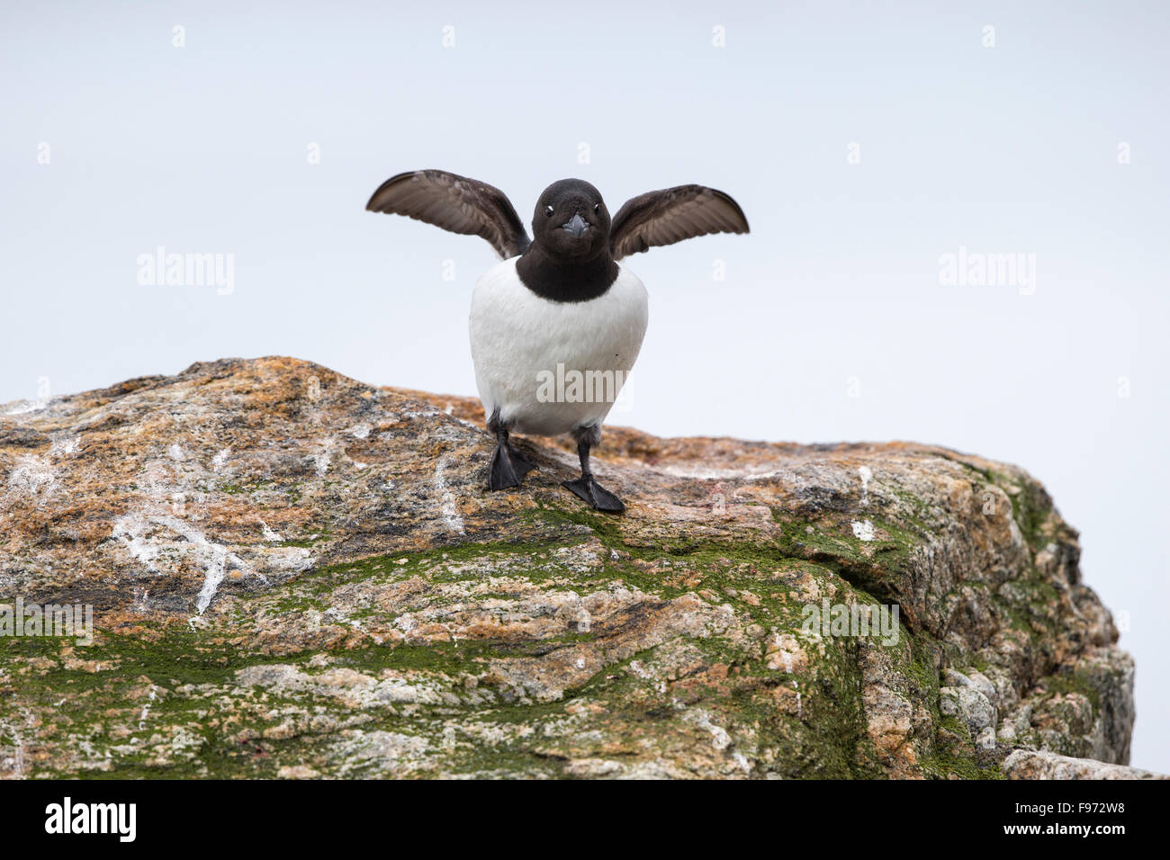 Little auk or dovekie (Alle alle), in breeding plumage, wing flap, Fuglesongen, Svalbard Archipelago, Arctic Norway. Stock Photo