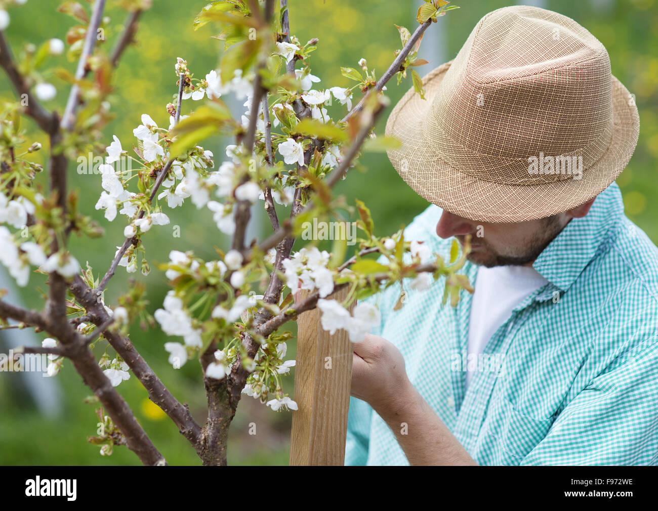 Young male gardener looking after trees in his backyard garden Stock Photo Alamy