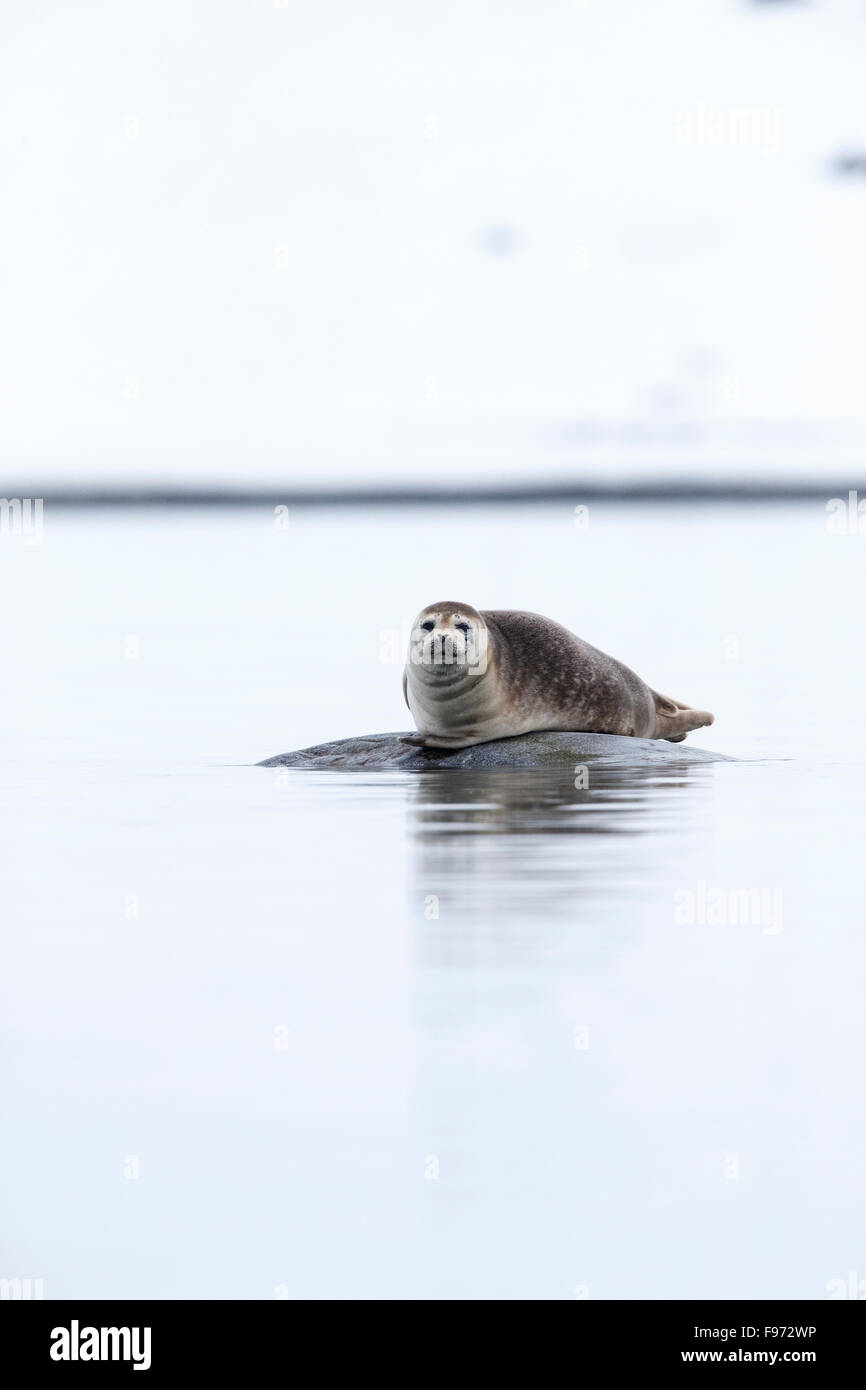 Harbour seal (Phoca vitulina), hauled out on rock, Magdalenefjorden, Svalbard Archipelago, Arctic Norway. Svalbard marks the Stock Photo