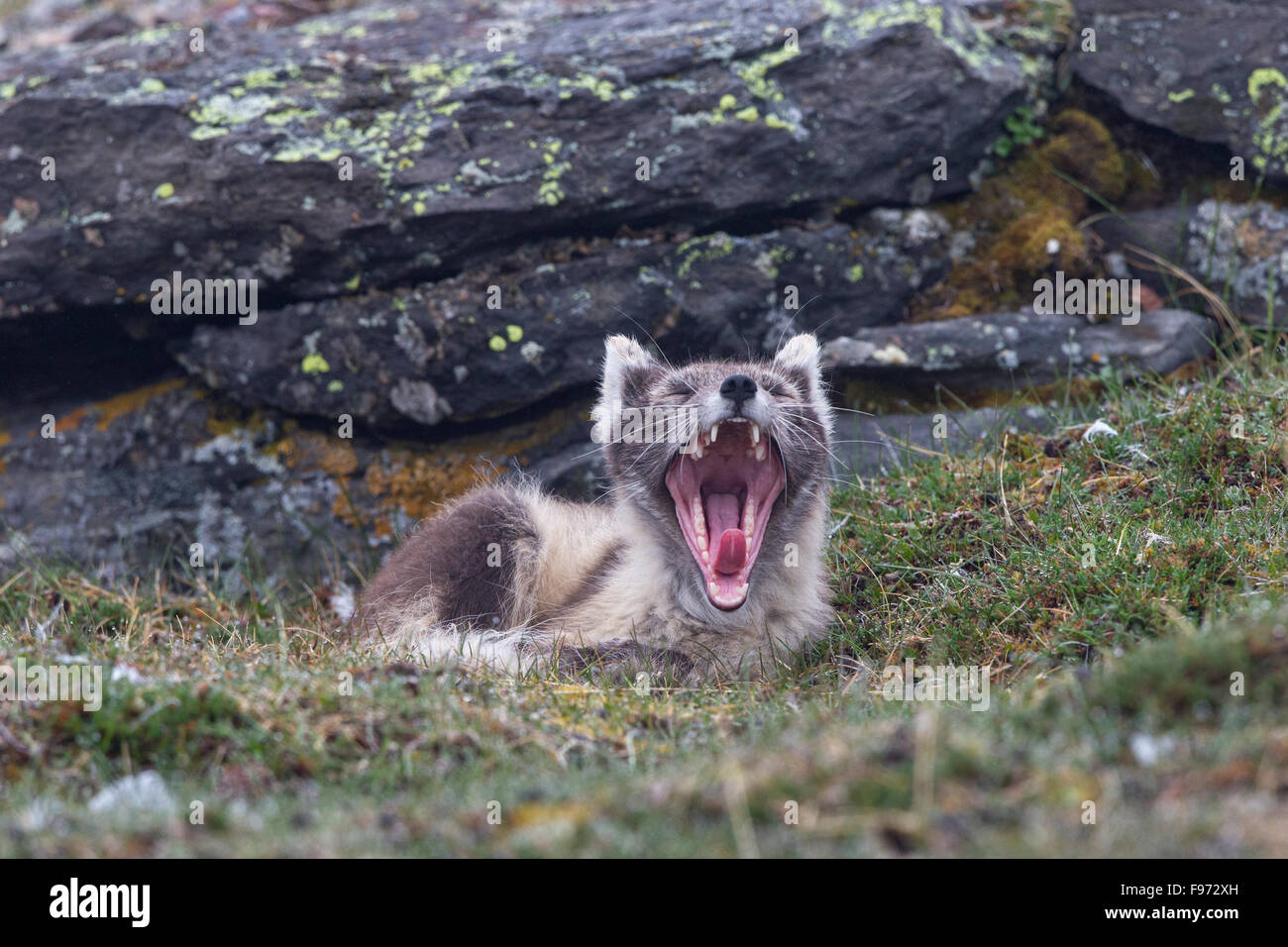 Arctic fox (Alopex lagopus), in summer pelage, yawning, Ossian Sarsfjellet (Mount Ossian Sars), Svalbard Archipelago, Arctic Stock Photo