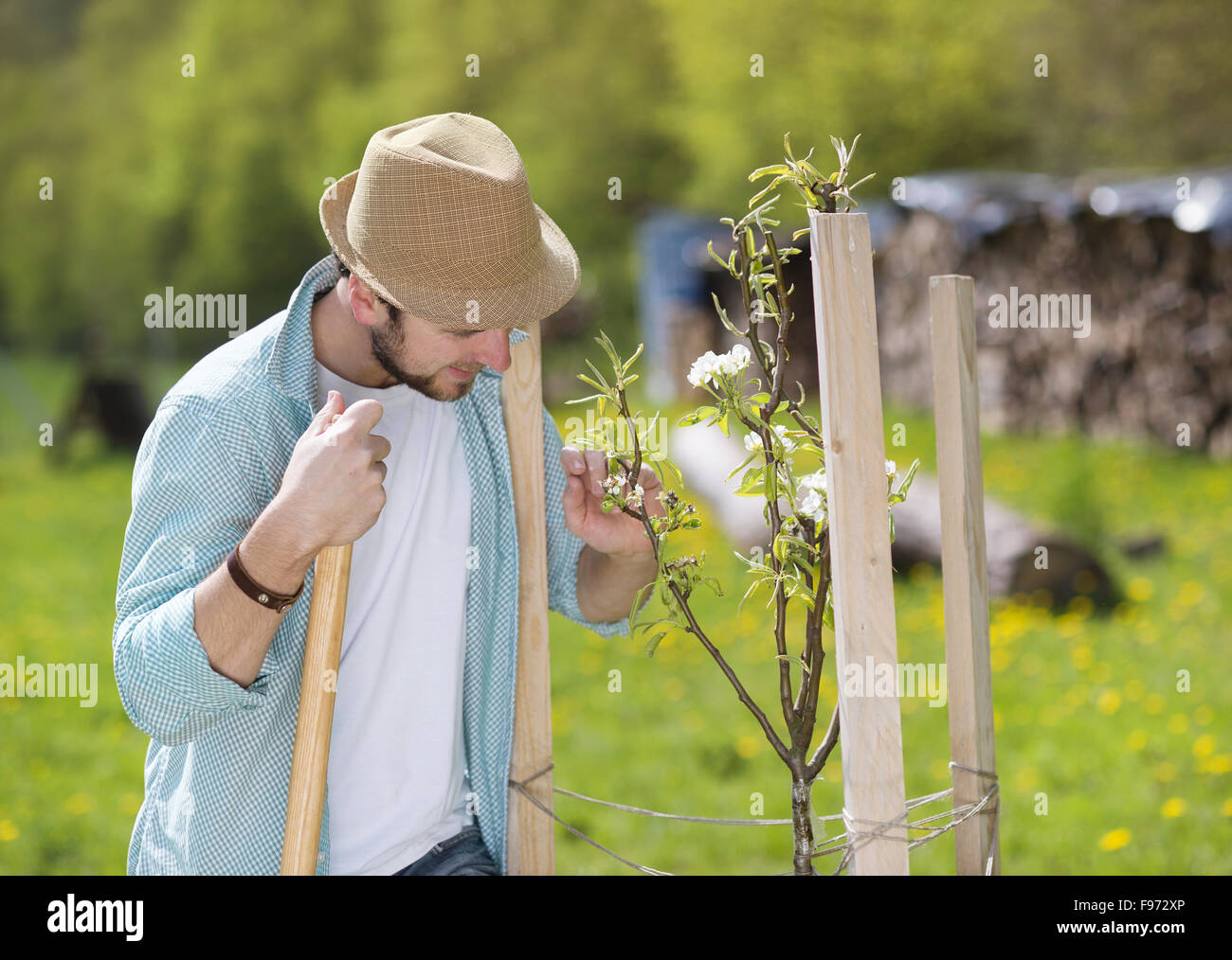 Young male gardener looking after trees in his backyard garden Stock Photo Alamy