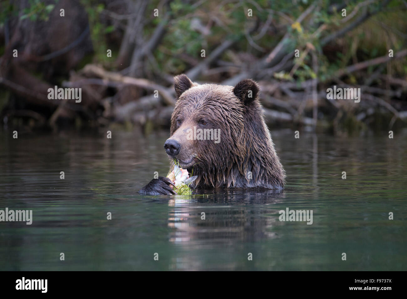 Grizzly bear (Ursus arctos horribilis), eating sockeye salmon (Oncorhynchus nerka), Central Interior, British Columbia. Stock Photo