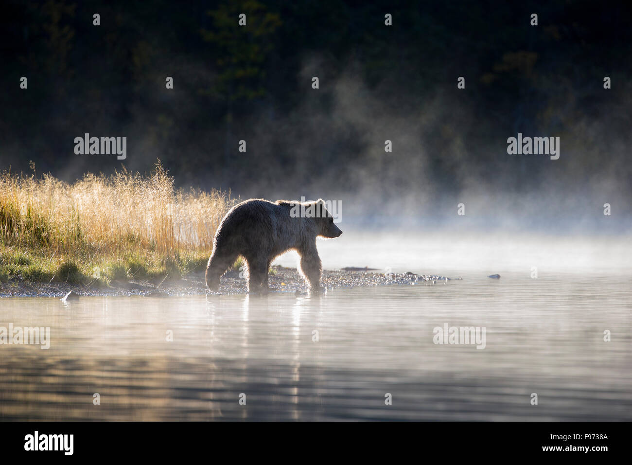 Grizzly bear (Ursus arctos horribilis), subadult, walking along river in early morning mist, Central Interior, British Columbia. Stock Photo
