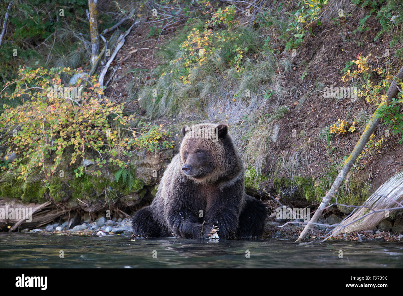 Grizzly bear (Ursus arctos horribilis), with  salmon (Oncorhynchus sp.), Central Interior, British Columbia. Stock Photo