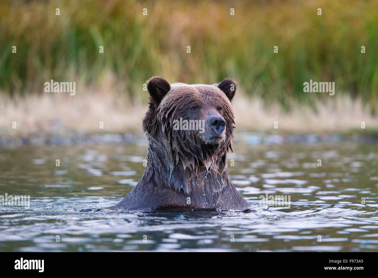 Grizzly bear (Ursus arctos horribilis), Central Interior, British Columbia. Stock Photo