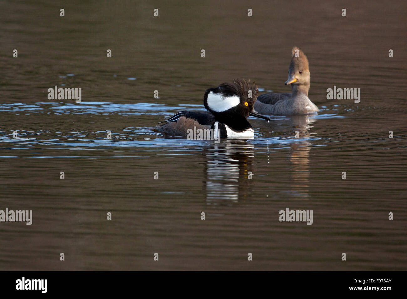 Hooded Merganser, Male and Female together on reflective pond. Spring, mating season. (Lophodytes cucullatus), Quetico Stock Photo