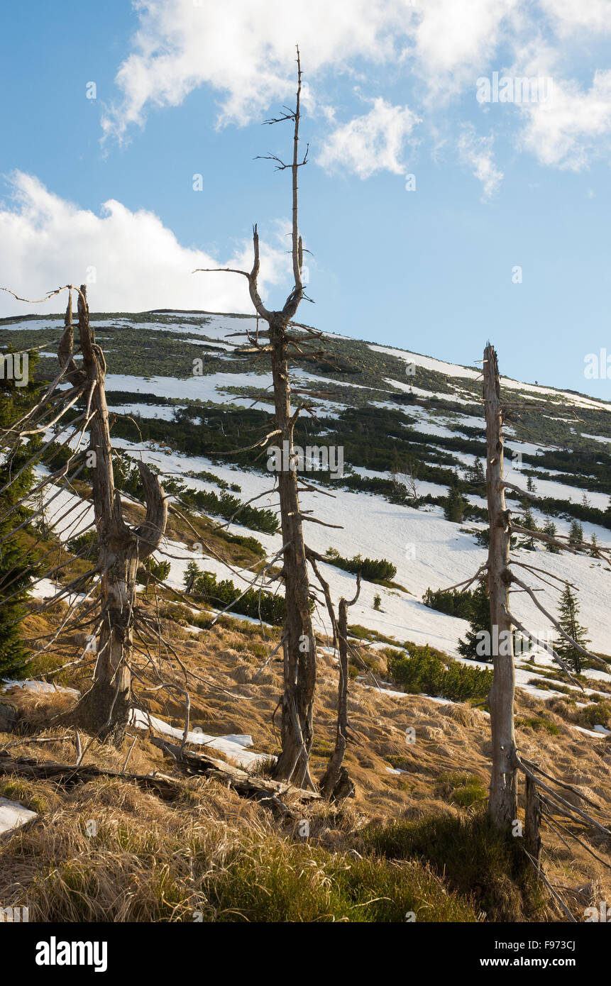 Dry trees in the Karkonosze Mountains. Stock Photo