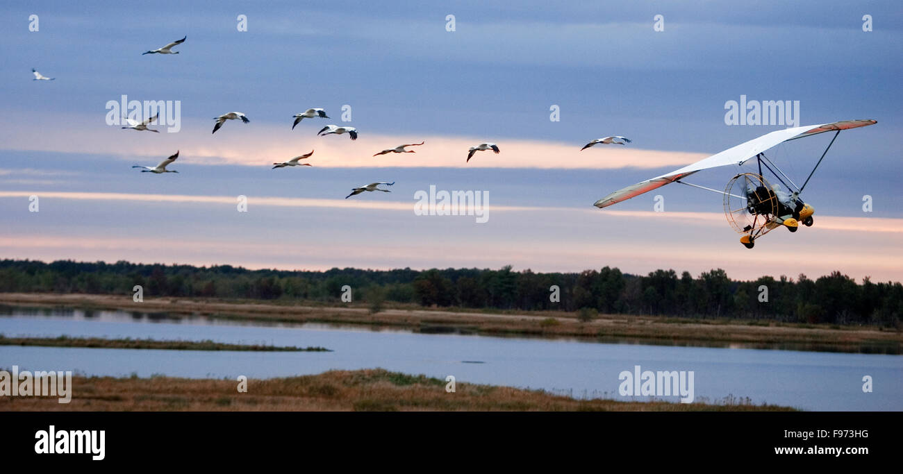 Whooping Cranes Stock Photo