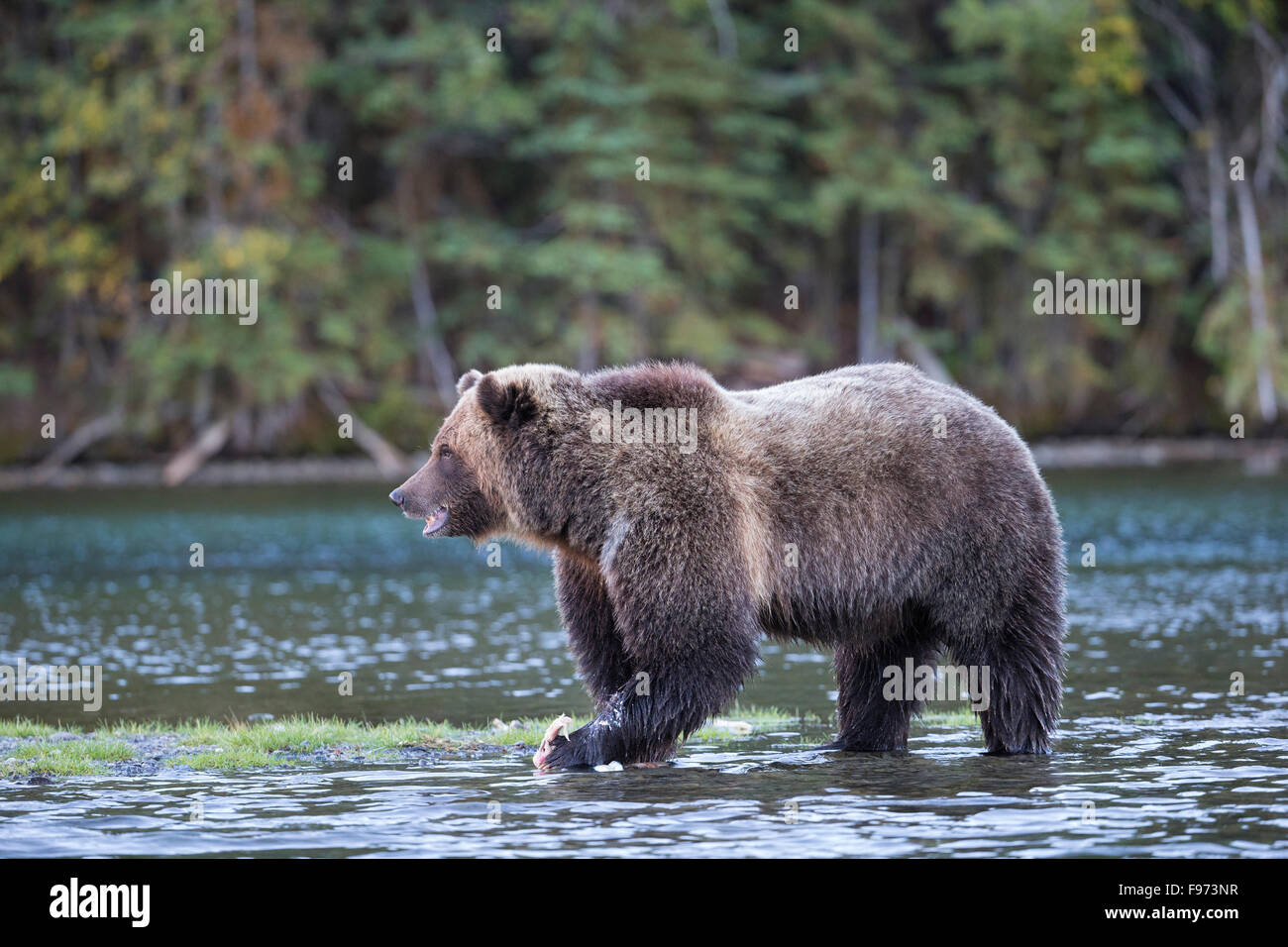 Grizzly bear (Ursus arctos horribilis), eating sockeye salmon (Oncorhynchus nerka), Central Interior, British Columbia. Stock Photo