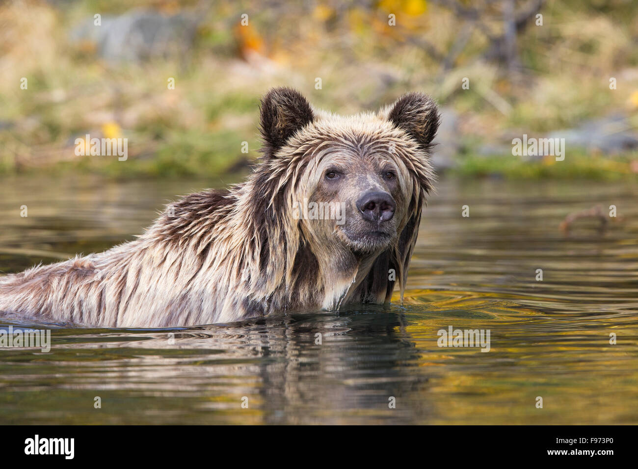 Grizzly bear (Ursus arctos horribilis), two year old cub in river, Central Interior, British Columbia. Stock Photo
