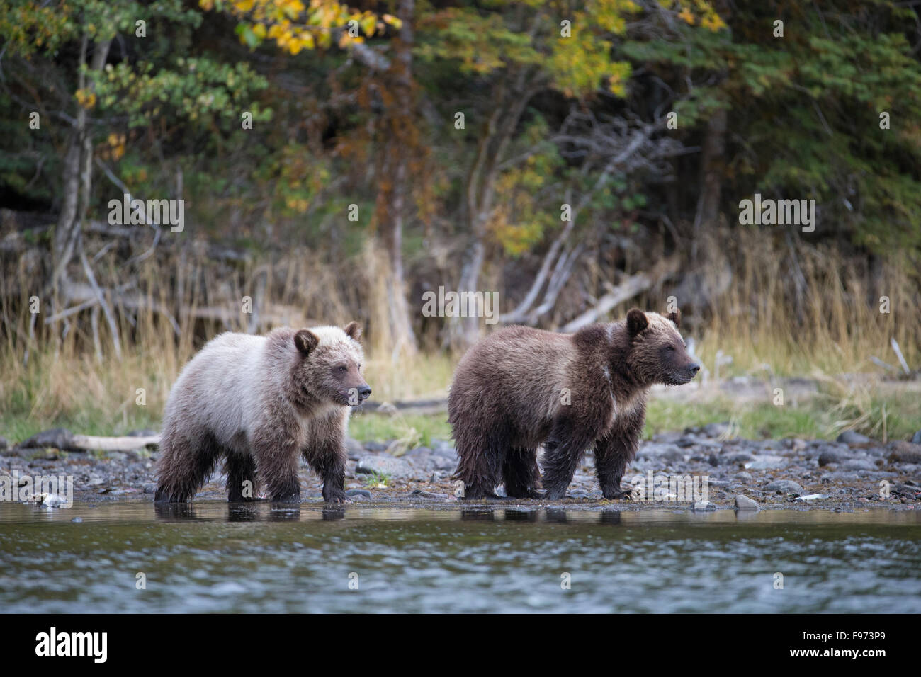 Grizzly bear (Ursus arctos horribilis), cubs of the year eating  salmon (Oncorhynchus sp.), Central Interior, British Columbia. Stock Photo