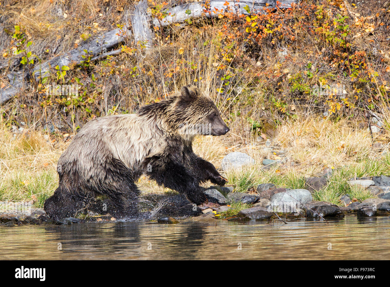 Grizzly bear (Ursus arctos horribilis), twoyear old cub running along ...