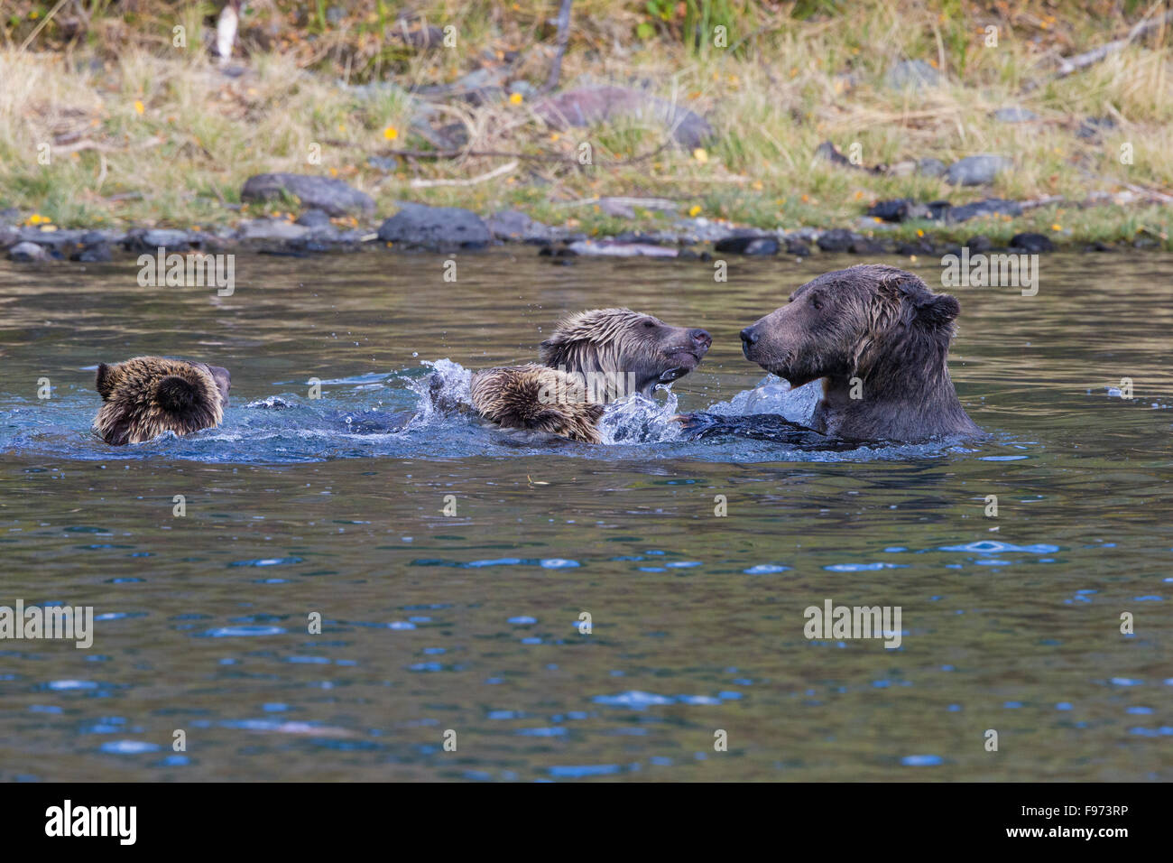 Grizzly bear (Ursus arctos horribilis), female (right) and twoyear old cubs play wrestling in river, Central Interior, British Stock Photo