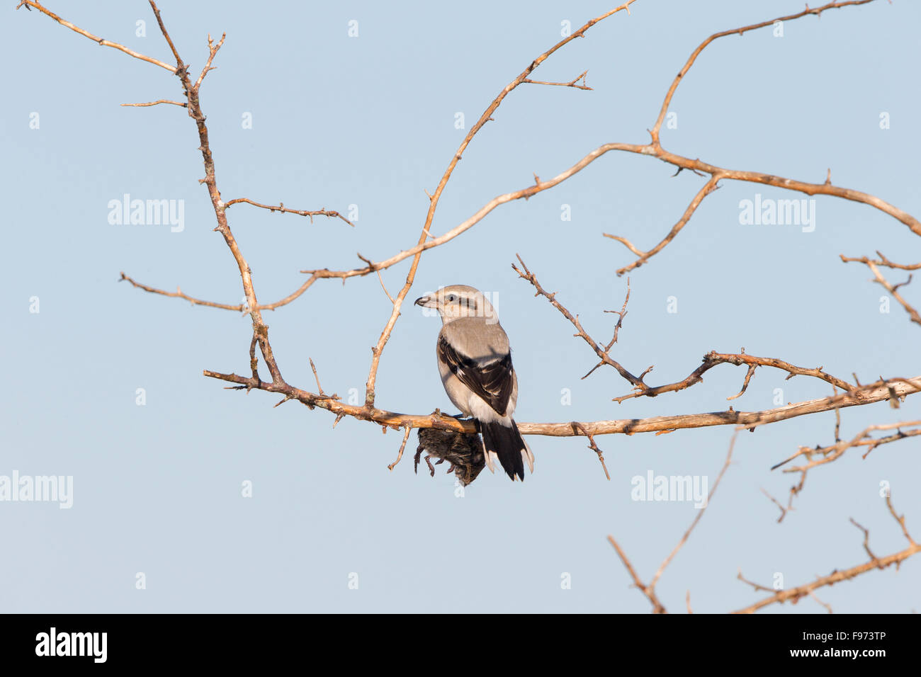 Northern shrike (Lanius excubitor), adult with Townsend's vole ...