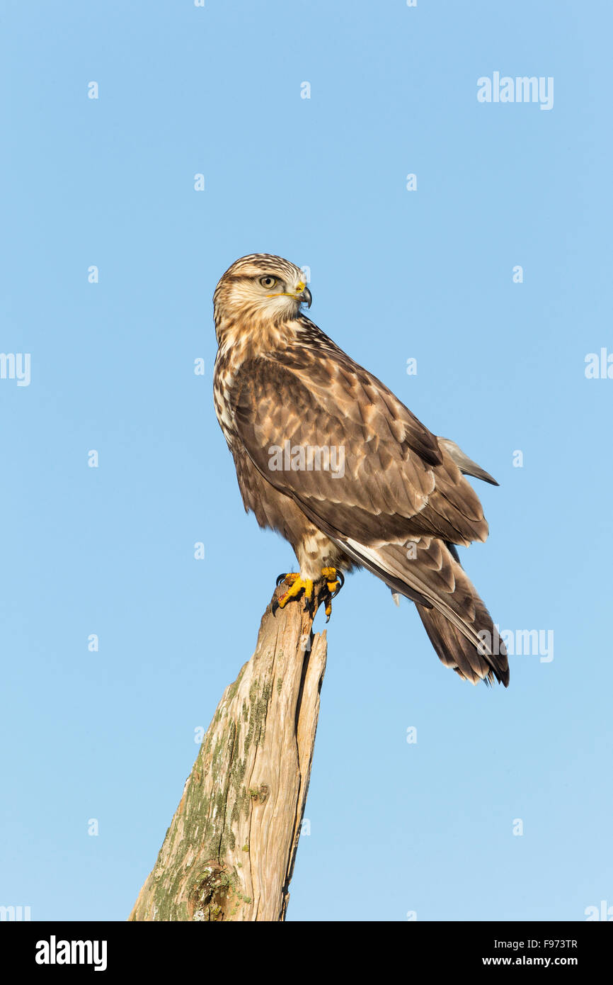 Roughlegged hawk (Buteo lagopus), juvenile, Nanaimo River Estuary, British Columbia. Stock Photo