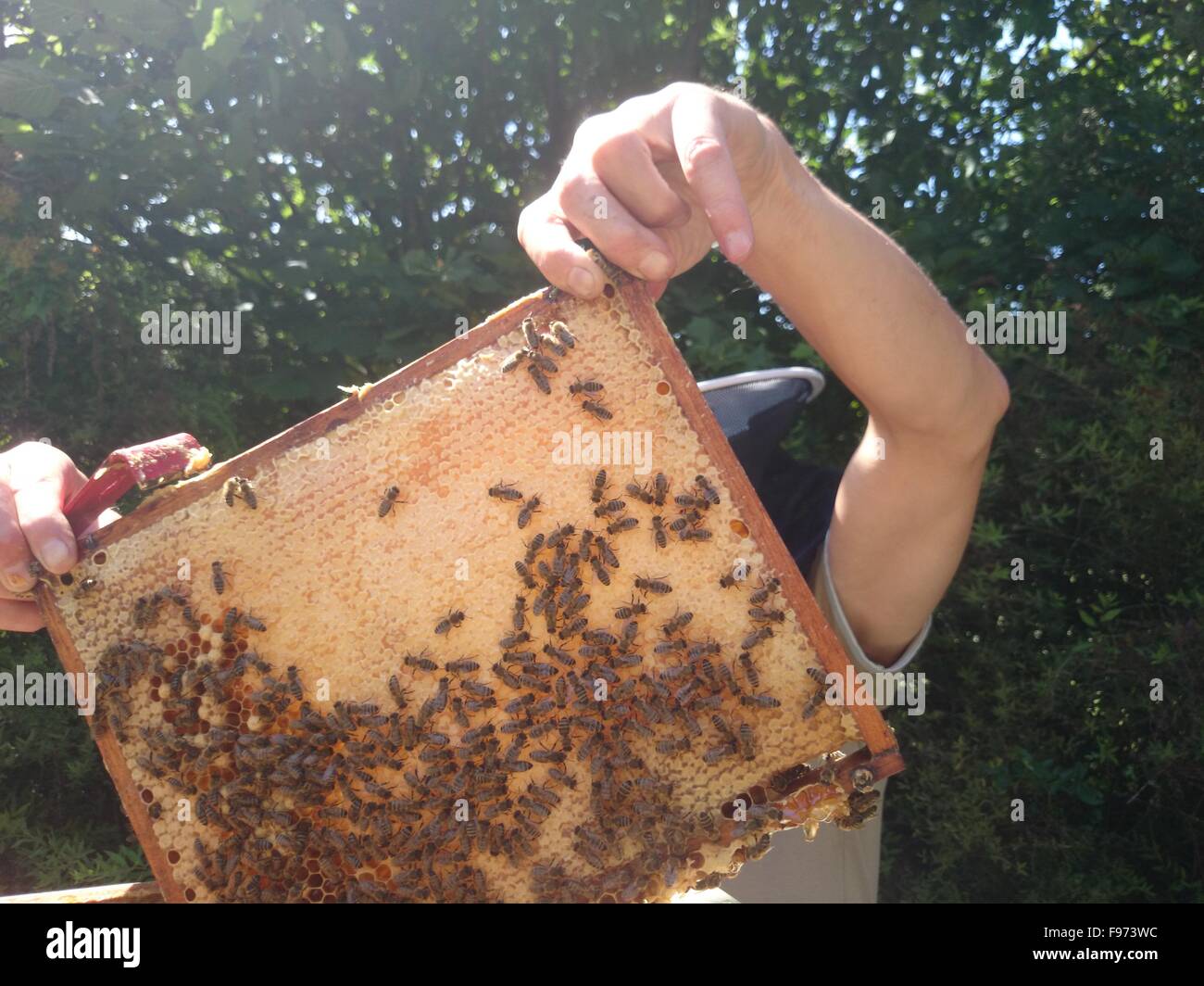 Beekeeper Maintaining Artificial Beehive Stock Photo