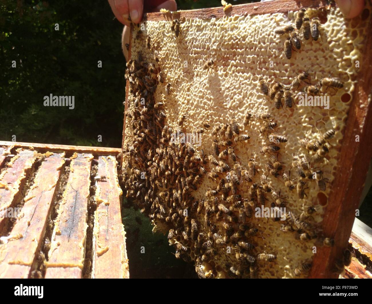 Beekeeper Maintaining Artificial Beehive Stock Photo