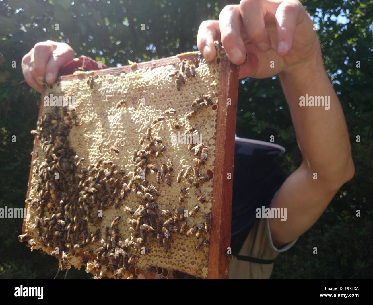 Man Showing A Rack Full Of Bees Stock Photo - Alamy