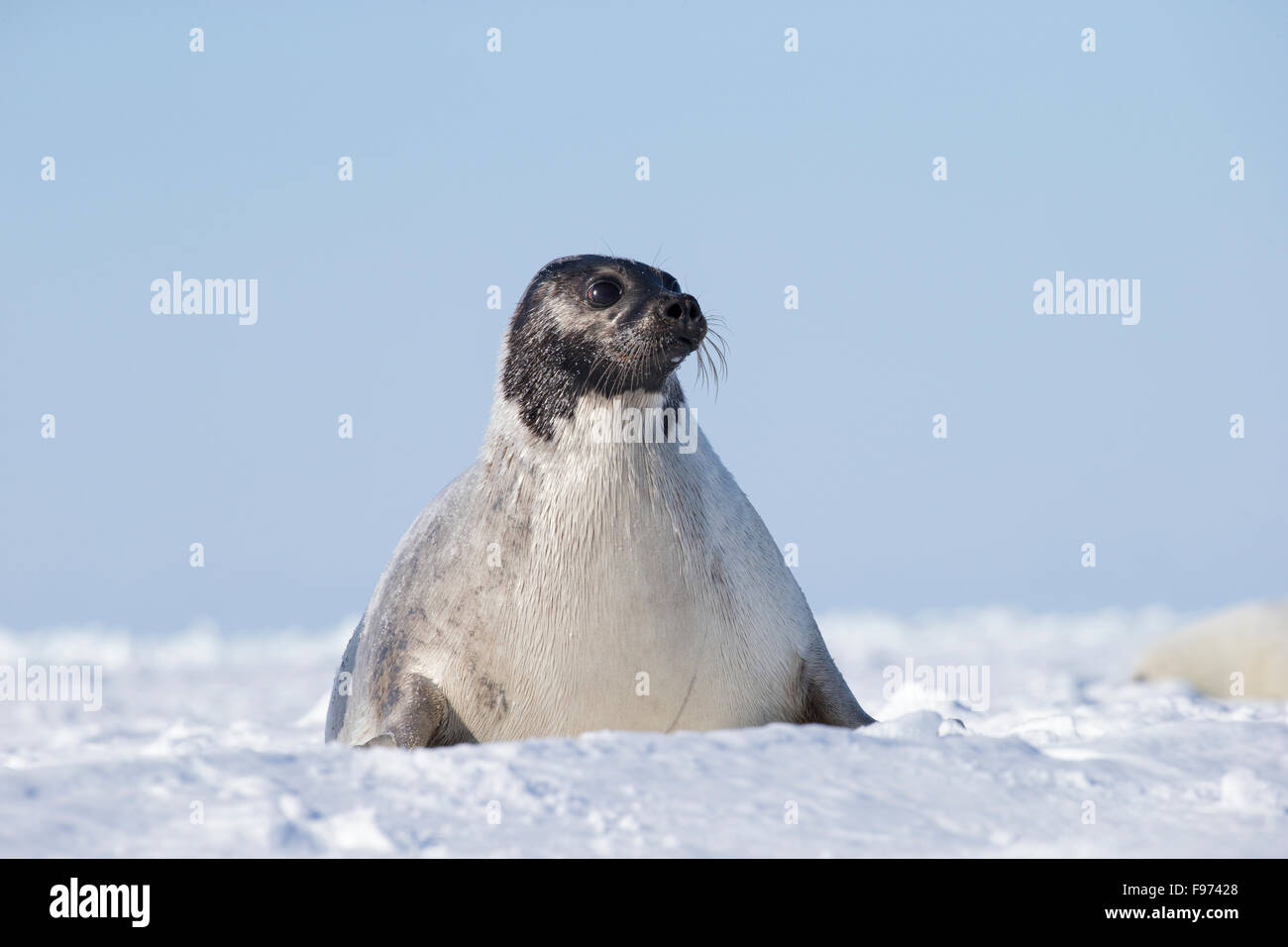 Harp seal (Pagophilus groenlandicus), female, on sea ice, Gulf of St. Lawrence, near Îles de la Madeleine (Magdalen Islands), Stock Photo