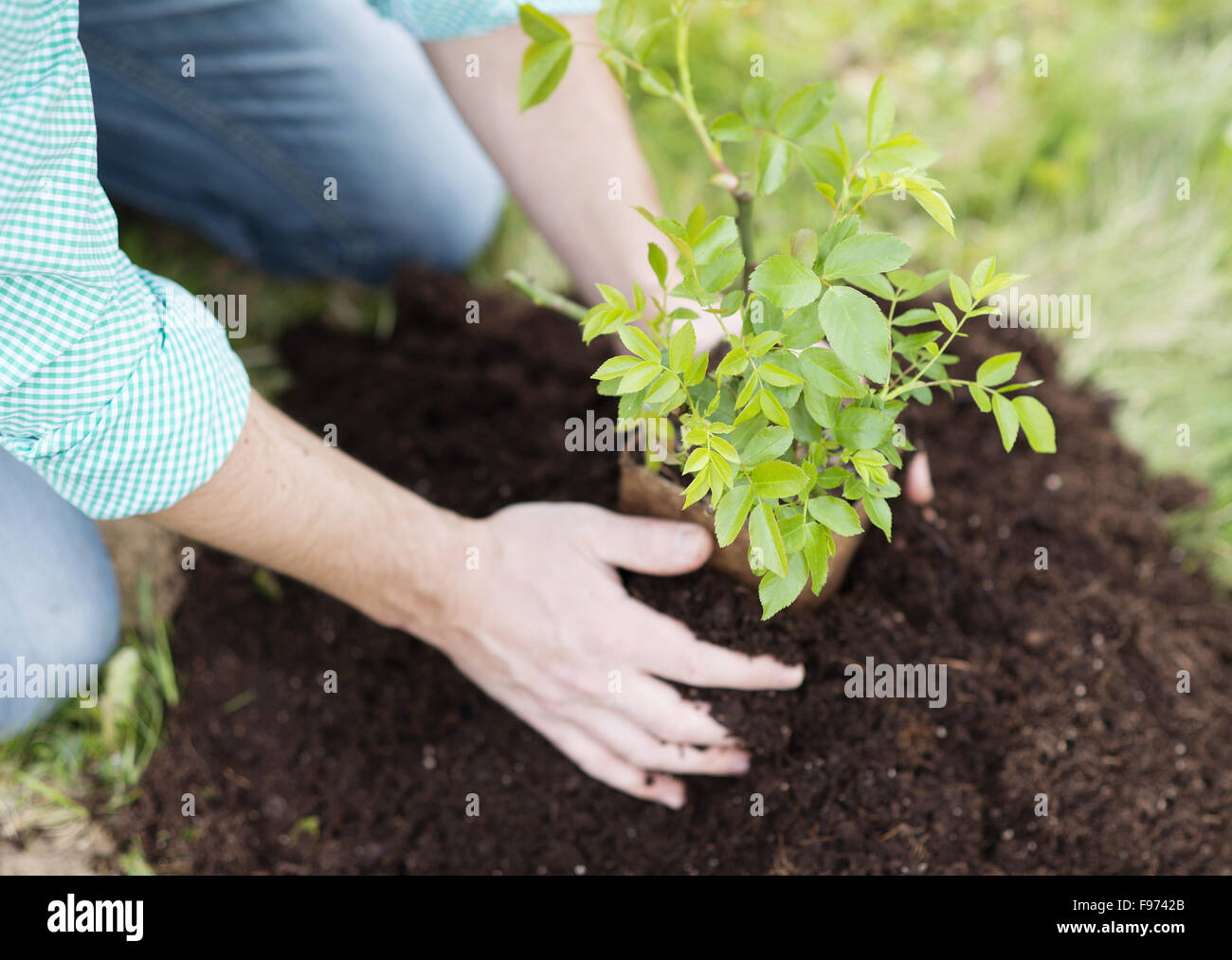 Close-up of young man's hands planting small tree in his backyard garden Stock Photo
