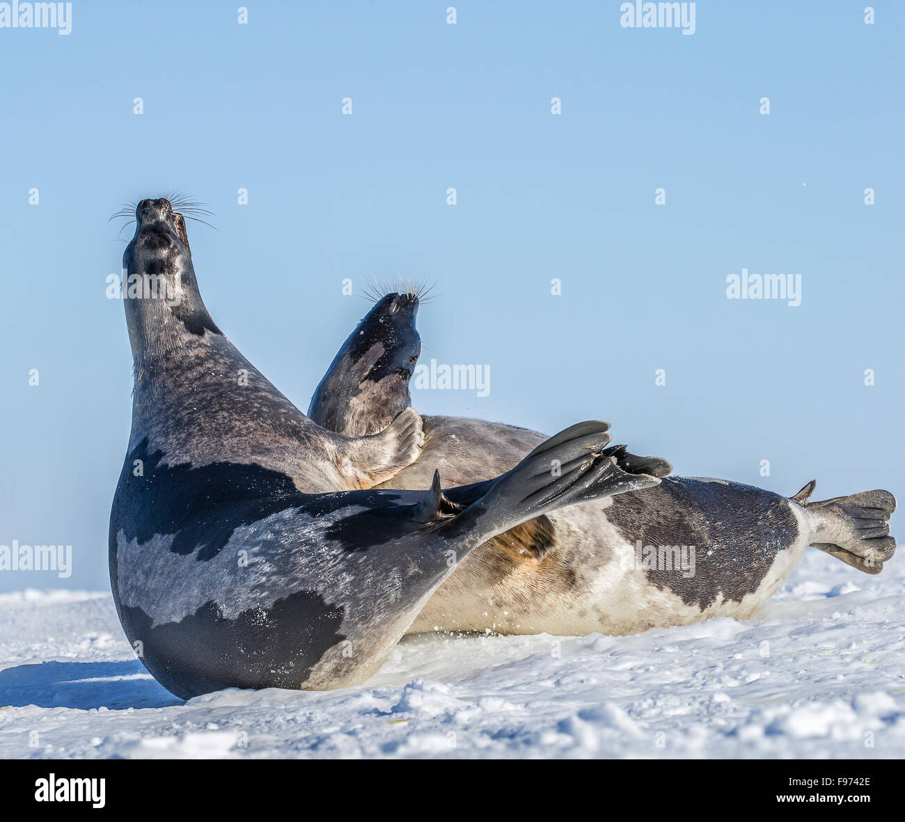 Harp seal (Pagophilus groenlandicus), females in aggressive interaction, at whelping grounds on sea ice, Gulf of Saint Stock Photo