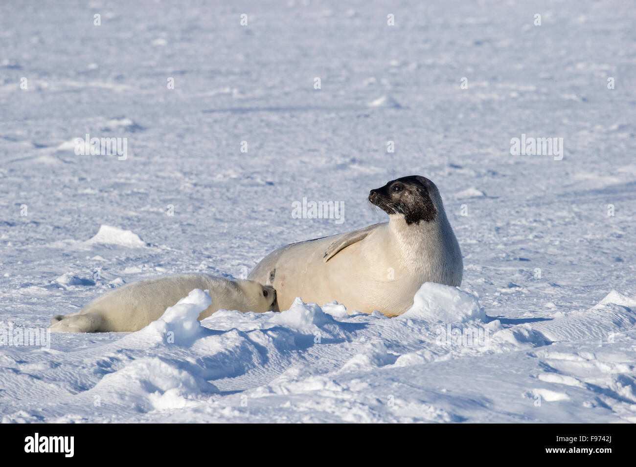 Harp seal (Pagophilus groenlandicus), female nursing whitecoat pup, on sea ice, Gulf of St. Lawrence, near Îles de la Madeleine Stock Photo