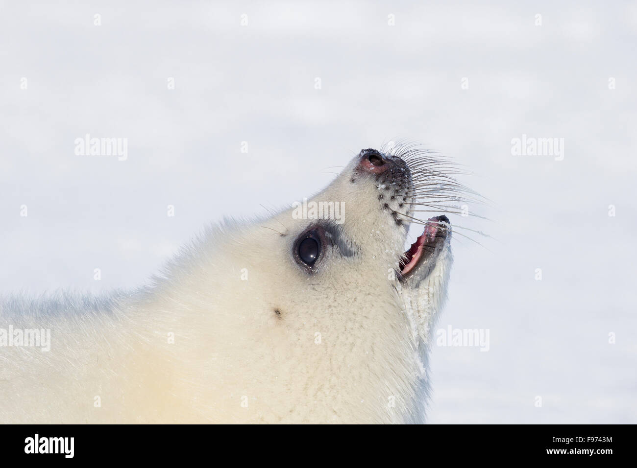 Harp seal (Pagophilus groenlandicus), whitecoat pup vocalizing, on sea ice, Gulf of St. Lawrence, near Îles de la Madeleine Stock Photo