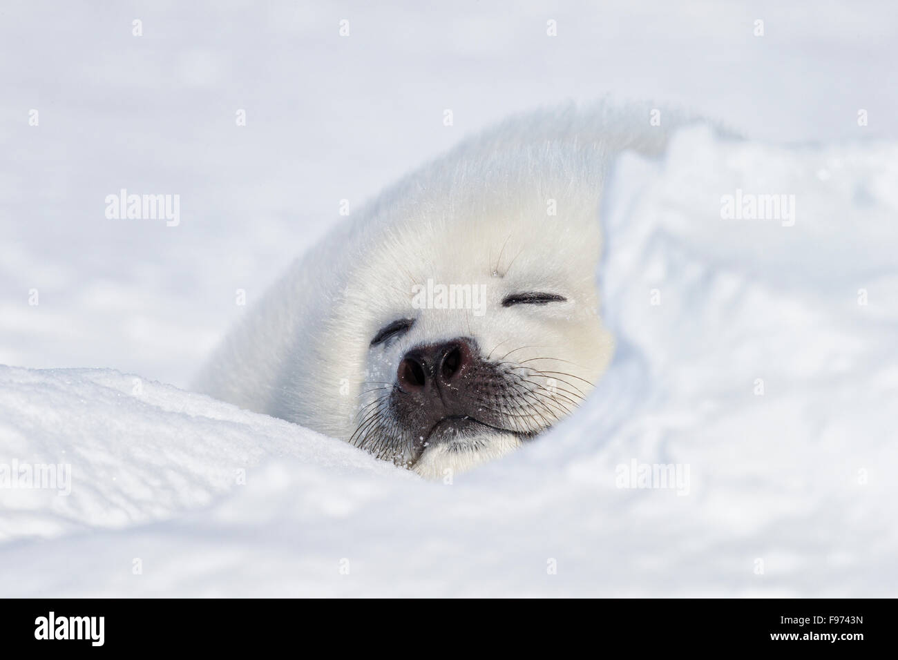 Harp seal (Pagophilus groenlandicus), whitecoat pup, on sea ice, Gulf of St. Lawrence, near Îles de la Madeleine (Magdalen Stock Photo