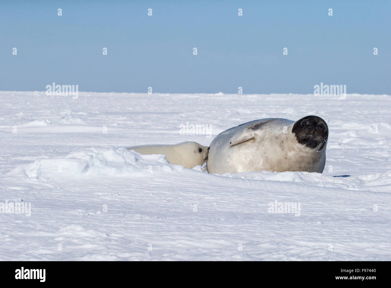 Harp seal (Pagophilus groenlandicus), female and nursing whitecoat pup, on sea ice, Gulf of St. Lawrence, near Îles de la Stock Photo
