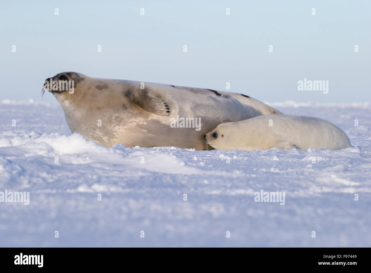Harp seal (Pagophilus groenlandicus), female and whitecoat pup, on sea ice, Gulf of St. Lawrence, near Îles de la Madeleine Stock Photo