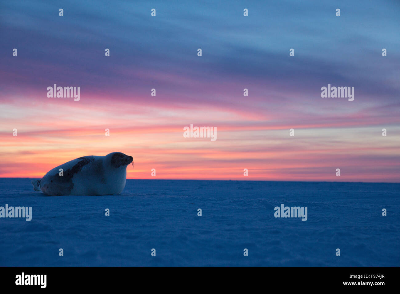 Harp seal (Pagophilus groenlandicus), adult female, on sea ice at sunset, Gulf of St. Lawrence, near Îles de la Madeleine Stock Photo