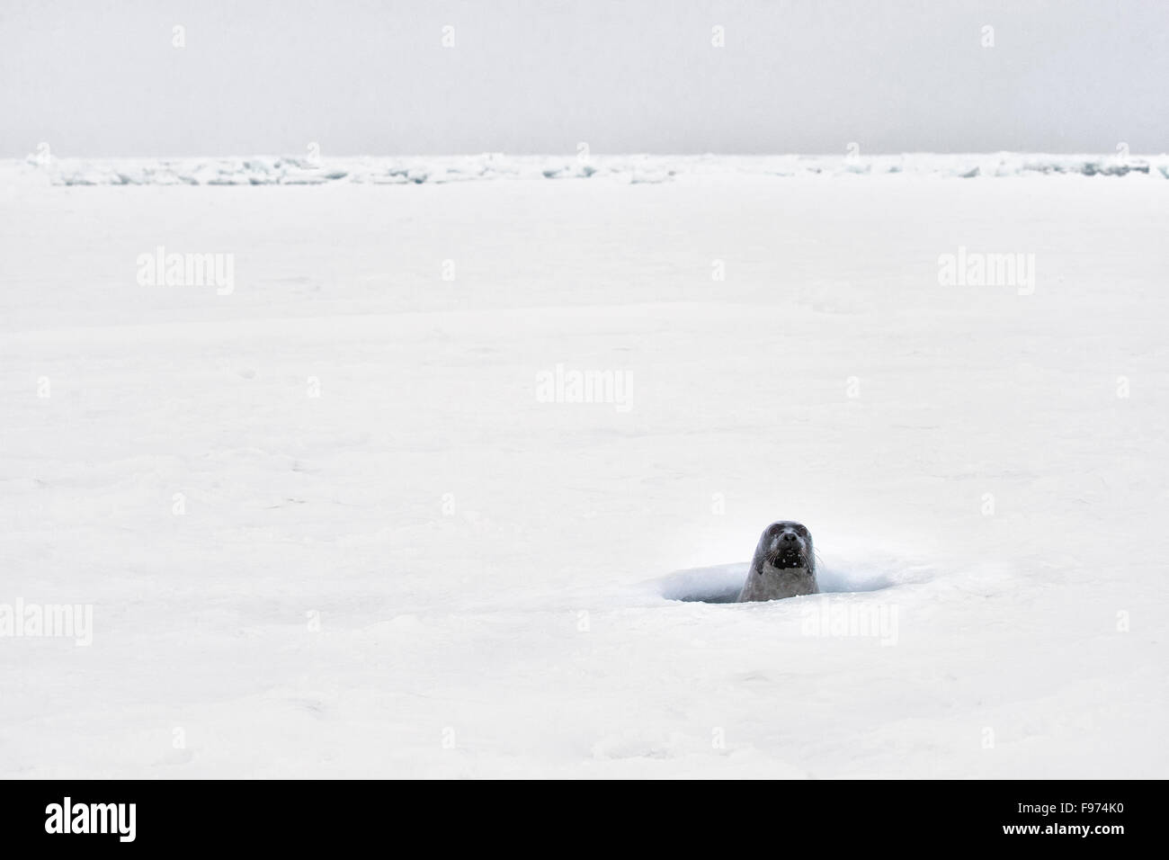 Harp seal (Pagophilus groenlandicus), female coming up through breathing hole in sea ice, in stormy weather, Gulf of St. Stock Photo